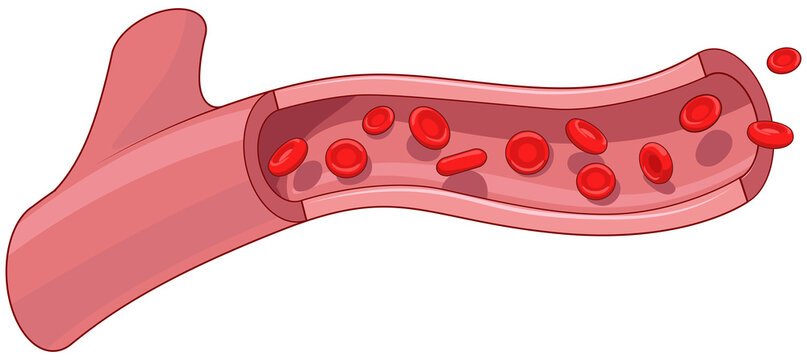 Healthy blood vessel medical science educational PNG illustration