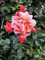 A red garden rose flower surrounded by buds