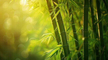 Bamboo forest in the morning