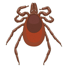 tick mite insect medical veterinary science educational PNG illustration