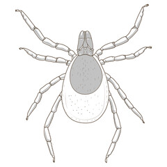 tick mite insect medical veterinary science educational PNG illustration