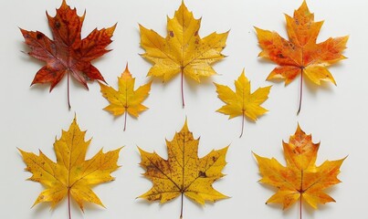 Fototapeta premium Autumn Maple Leaves Collection