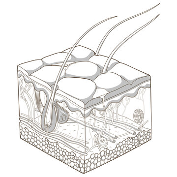 skin cross section diagram, grayscale clip art preview