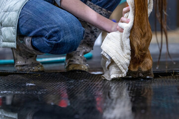 Horse getting bath and tail washing with young girl cowgirl