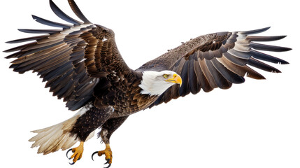 Obraz premium Eagle on a transparent background