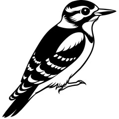 Downy Woodpecker Vector Art Detailed Illustration for Nature Enthusiasts