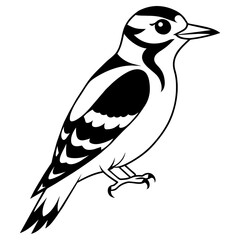 Downy Woodpecker Vector Art Detailed Illustration for Nature Enthusiasts