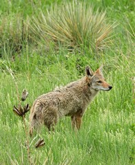 a  watchful coyote standing  amongst the green prairie grasses and yucca plants  in summer in the open space meadows in broomfield, colorado