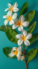 Fototapeta premium Frangipani flowers with green leaves on turquoise background, tropical nature. Exotic floral arrangement concept