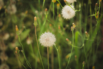 初夏のタンポポの綿毛 © ANSHIN