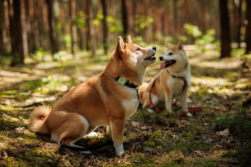 Two Shiba Inu dogs in a sun-dappled forest.