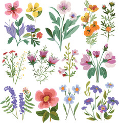 Obraz premium Watercolor wildflowers and leaves illustration set,,Beautiful floral set with watercolor hand drawn,Stock illustration,wild plants, flowers. Garden, meadow,