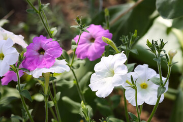 Bindweed. Convolvulus arvensis flowers.