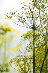 Dill aromatic fresh herbs grow in greenhouse. Vegetarian homegrown food ingredients.