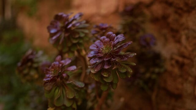 A close-up view of an aeonium arboreum, commonly known as tree aeonium, growing outdoors in puglia, italy against a rustic background.