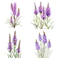 Obraz premium Liatris spicata, or dense blazing star or prairie feather collection in a Watercolor illustration On White Background