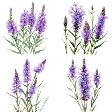 Liatris spicata, or  dense blazing star or prairie feather collection in a Watercolor illustration On White Background