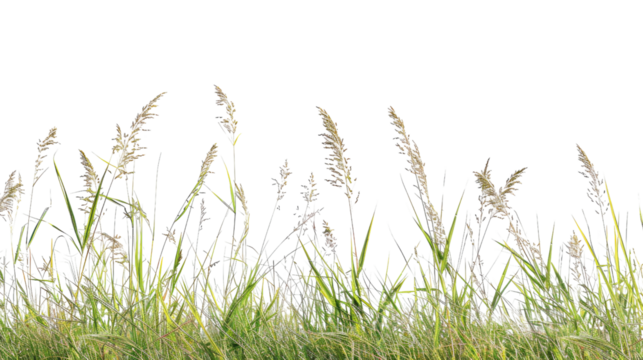 Tall meadow grass on a transparent background