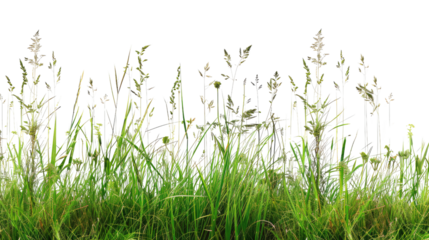 Tall meadow grass on a transparent background
