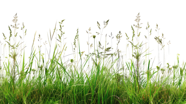 Tall meadow grass on a transparent background