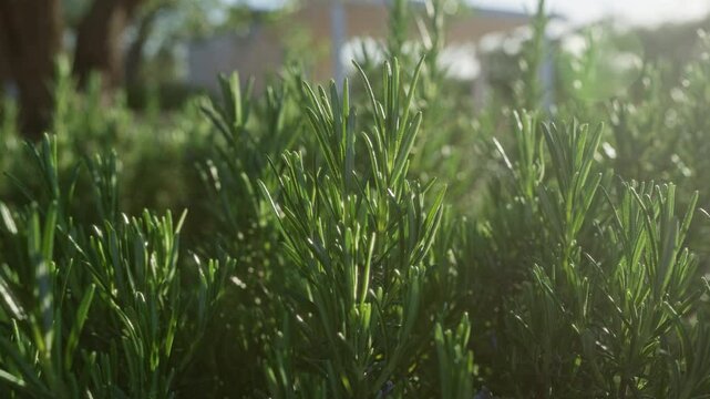 Close-up of fresh rosemary plants bathed in sunlight in an outdoor setting in puglia, italy, showcasing vibrant green leaves with a blurred background.