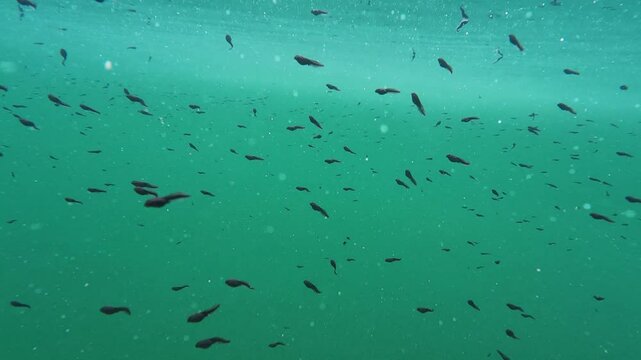 Unterwasservideo von vielen Kr&ouml;ten Kaulquappen in einem See 