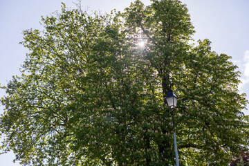 Fototapeta premium Sunlight Peeking Through Lush Green Canopy