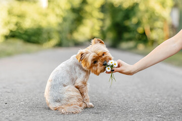 Yorkshire Terrier dog with a bouquet of daisies in the summer in nature