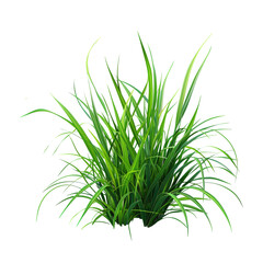 Fototapeta premium High-resolution image of fresh green grass with a transparent background