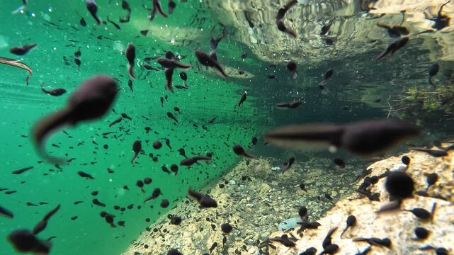 Unterwasservideo von vielen Kr&ouml;ten Kaulquappen in einem See
