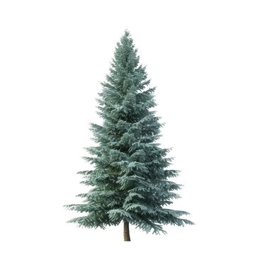 Isolated Fir Tree on transparent background