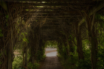 This POV image shows a walk through tunnel, covered in beautiful vines. 