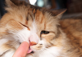 Cat licking finger of owner. Close up of fluffy kitty cat showing affection and social bond with...