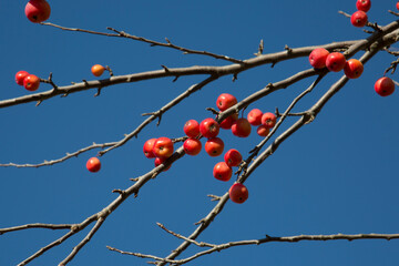 Close-Up of Small Red Crab Apples on a Tree Branch Against a Clear Blue Sky