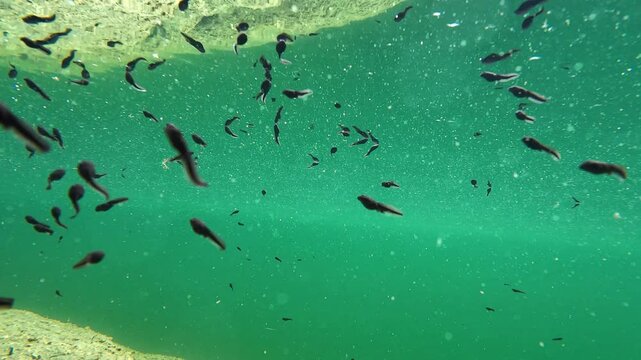 Unterwasservideo von vielen Kr&ouml;ten Kaulquappen in einem See
