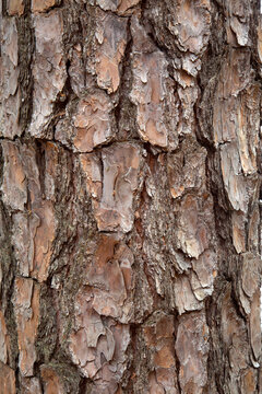 Thick Bark on a Loblolly Pine Tree Trunk in South Carolina Close Up of the Layered, Textured, Weathered Bark