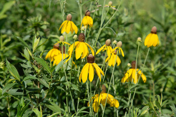 Perennial Golden Yellow Wildflowers Black Eyed Susans Natural Garden Daisy-like Flowers