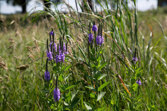 Blue American Vervain Perennial Flowering Wildflower Plant Verbena Hastata, Simpler's Joy, Swamp Verbena Flowers
