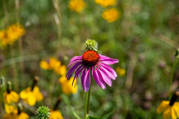 Purple Coneflower Echinacea Purpurea Angustifolia Perennial Wildflower Golden Black Eyed Susans...