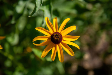 Perennial Golden Yellow Wildflowers Black Eyed Susans Natural Garden Daisy-like Flowers
