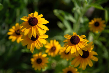 Perennial Golden Yellow Wildflowers Black Eyed Susans Natural Garden Daisy-like Flowers