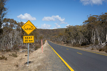 Road safety sign showing a wombat and Next 20km and a road in the Snowy Mountains