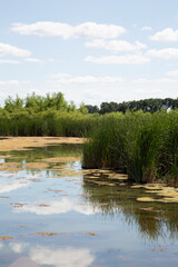 Wetlands Reserve Water Reeds Algae Swamp Lake Pond  Vertical
