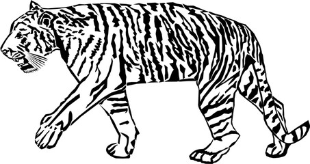 illustration of a tiger