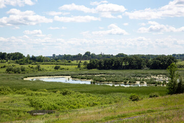 Beautiful Swamp Slough with Tall Cattail Reeds and Blue Water – Serene Wetland Landscape and Tranquil Marsh with Lush Vegetation and Aquatic Plants