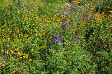Diverse Array of Lush Native Plants and Flowers in this Wild Flower Garden. Vibrant Yellow and Purple Blooms in Natural Landscape. Ecological Biodiversity and Conservation Efforts - Horizontal