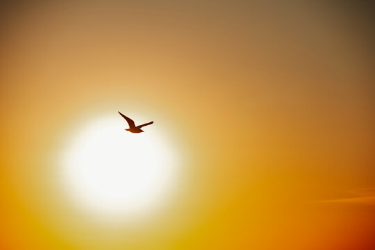 Bird flying silhouetted against large orange sunset in the sky
