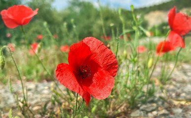 red poppy flowers on a green lawn on a sunny day. selective focus