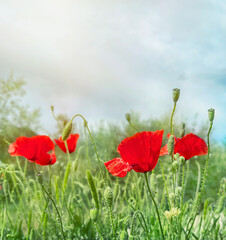 Obraz premium red poppy flowers on a green lawn on a sunny day. copy space