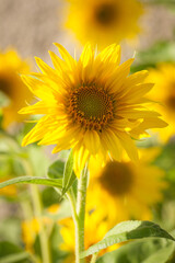 Sunflower blossom in a small sunflowers arrangement in the garden with soft lighting and smooth background